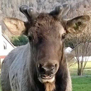 Meet your Posher, Naturally Torn